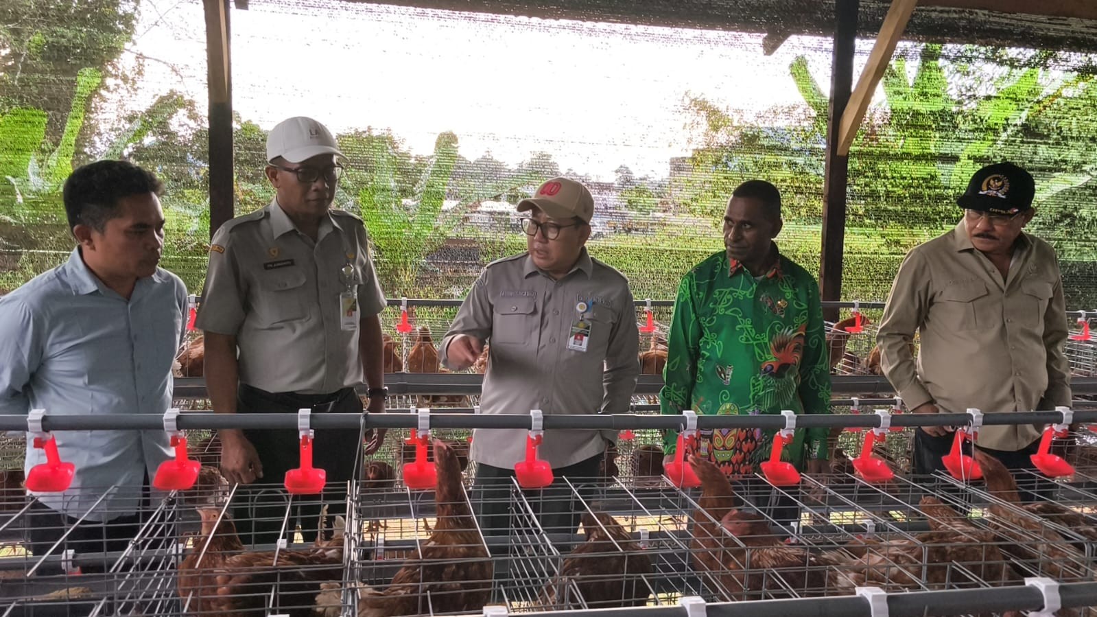 Perkuat Pasokan Telur di Sorong Papua, Kementan Berikan Bantuan 1800 Ayam Petelur