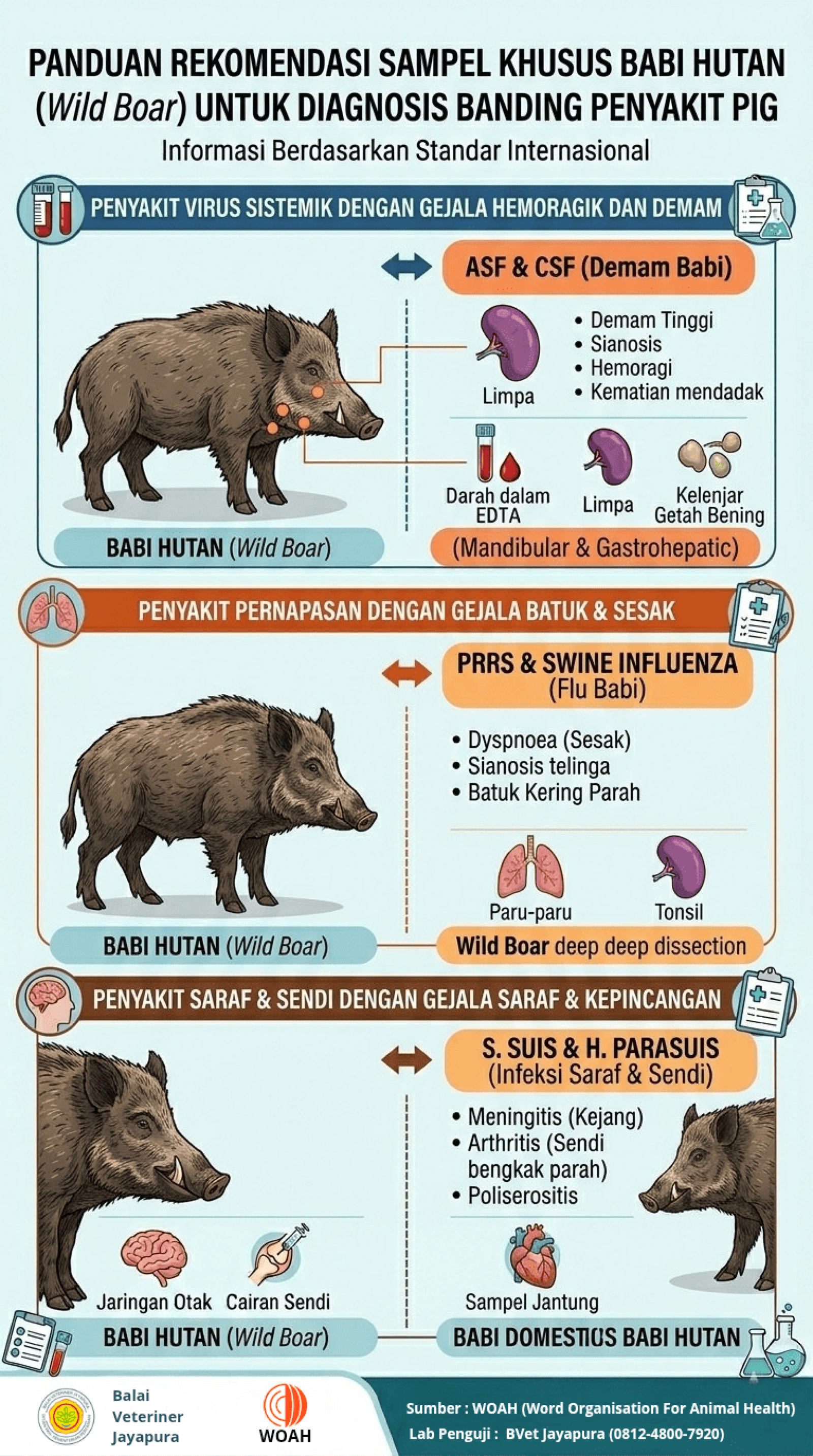 Panduan Rekomendasi Sampel Khusus Babi Hutan  WIld Boar  Untuk Diagnosa Banding Penyakit Babi