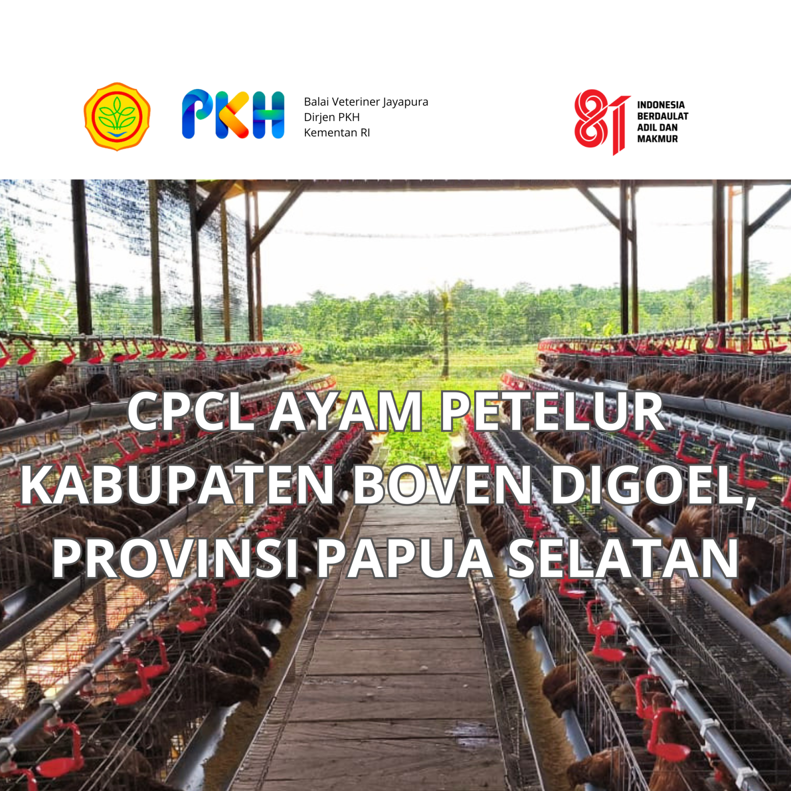 Pelaksanaan CPCL Ayam Petelur Kabupaten Boven Digoel