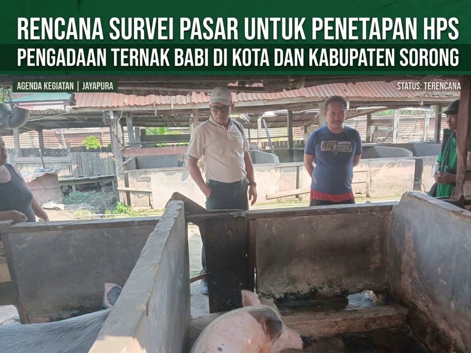 Rencana Survei Pasar untuk Penetapan HPS Pengadaan Ternak Babi di Kota dan Kabupaten Sorong