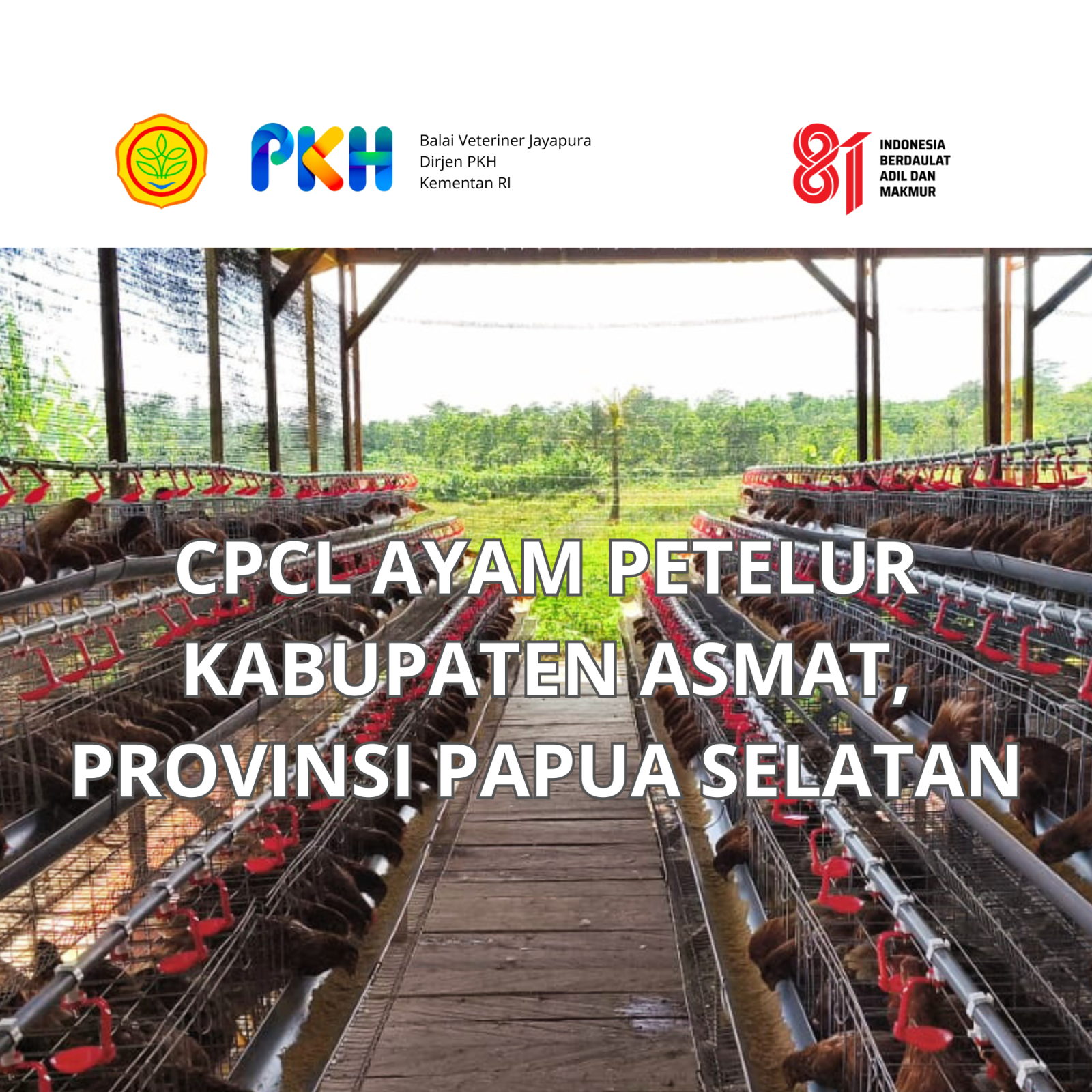 Pelaksanaan CPCL Ayam Petelur Kab Asmat