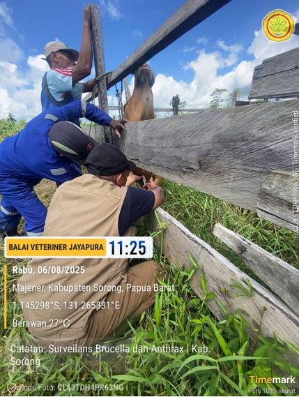 Balai Veteriner Jayapura Gelar Surveilans Brucellosis dan Anthrax di Kab. Sorong